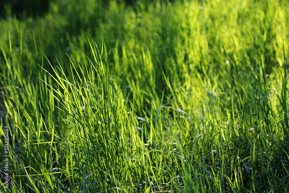 Fototapeta premium a green juicy grass 