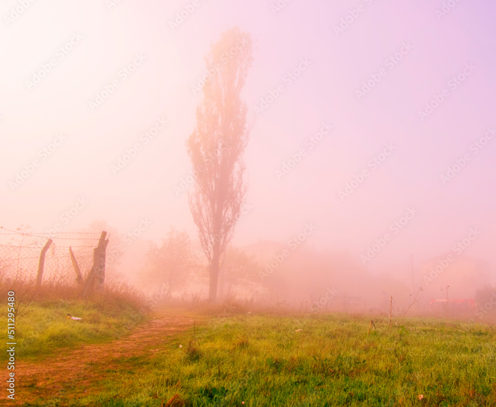 Obraz premium misty morning in the field
