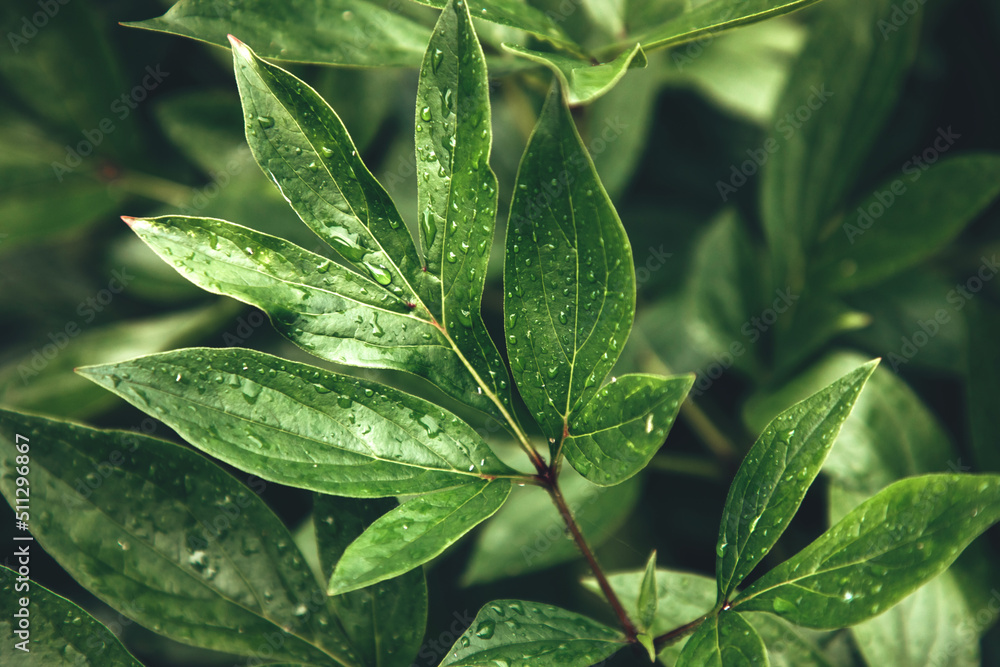 Fresh green peony leaves after rain in water drops. Natural background, selective focus Fresh green peony leaves after rain in water drops. Natural background, selective focus