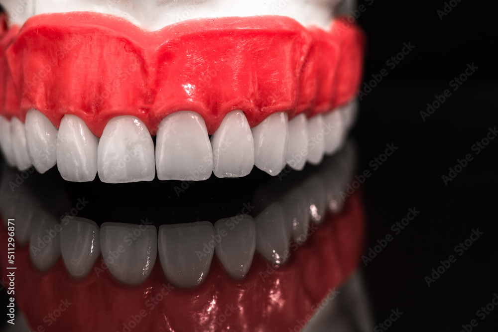 Fototapeta premium Lower human jaw with teeth anatomy model isolated on black background. Healthy teeth, dental care and orthodontic medical concept.
