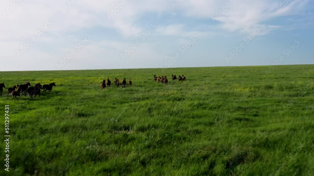 Wild Horses Running, Wild mustangs run on the beautiful green grass, Dust from under the hooves. Herd of horses, mustangs running on steppes aerial view. 4K 10 bit color video Wild Horses Running, Wild mustangs run on the beautiful green grass, Dust from under the hooves. Herd of horses, mustangs running on steppes aerial view. 4K 10 bit color video