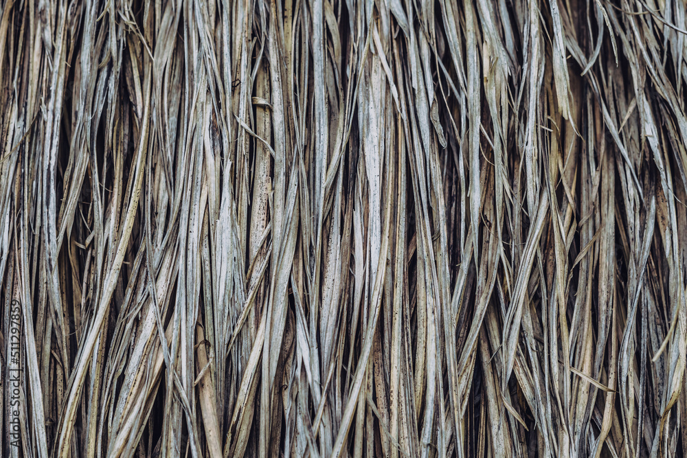 Long dry thin grass, agriculture harvest, pile of hay straw. Texture detail. Association brittle lifeless damage diseased hair. Thatched background wallpaper. Shades of gray brown more tone in stock Long dry thin grass, agriculture harvest, pile of hay straw. Texture detail. Association brittle lifeless damage diseased hair. Thatched background wallpaper. Shades of gray brown more tone in stock