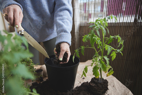 Woman planting tomato plants