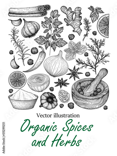 Vector frame of spices and herbs in engraving style. Graphic linear rosemary, peppercorns, lavender, anise, cinnamon, onion, mint, lemon, chili pepper, curry, parsley, garlic, dill, ginger