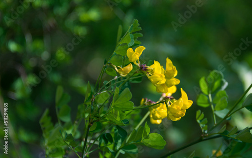 Yellow flower with green bokeh background. 