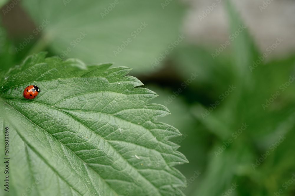 ladybug on a nettle leaf ladybug on a nettle leaf