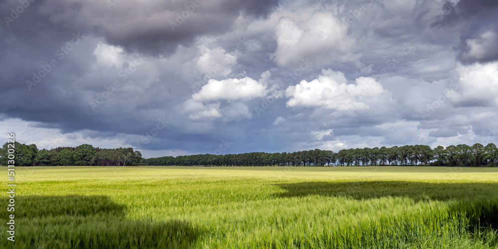 Fototapeta premium Cornfield