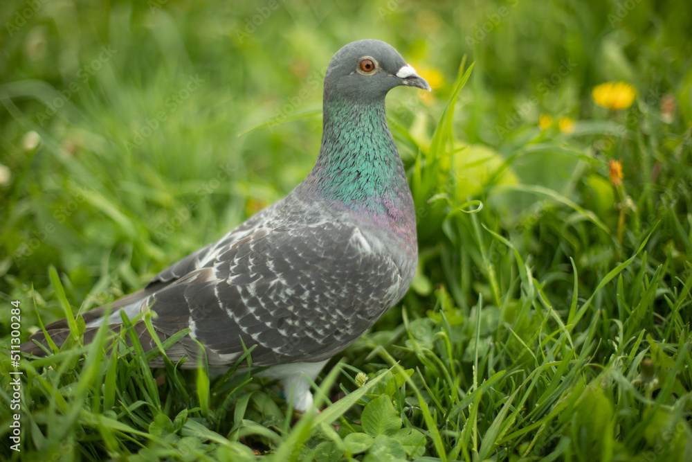 Pigeon in green grass. Purebred pigeon. City bird. Pigeon in green grass. Purebred pigeon. City bird.
