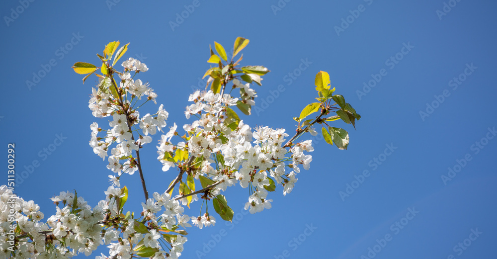 Cherry tree Cherry tree