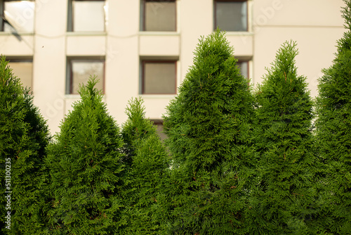 Green plants near house. Coniferous trees and building.