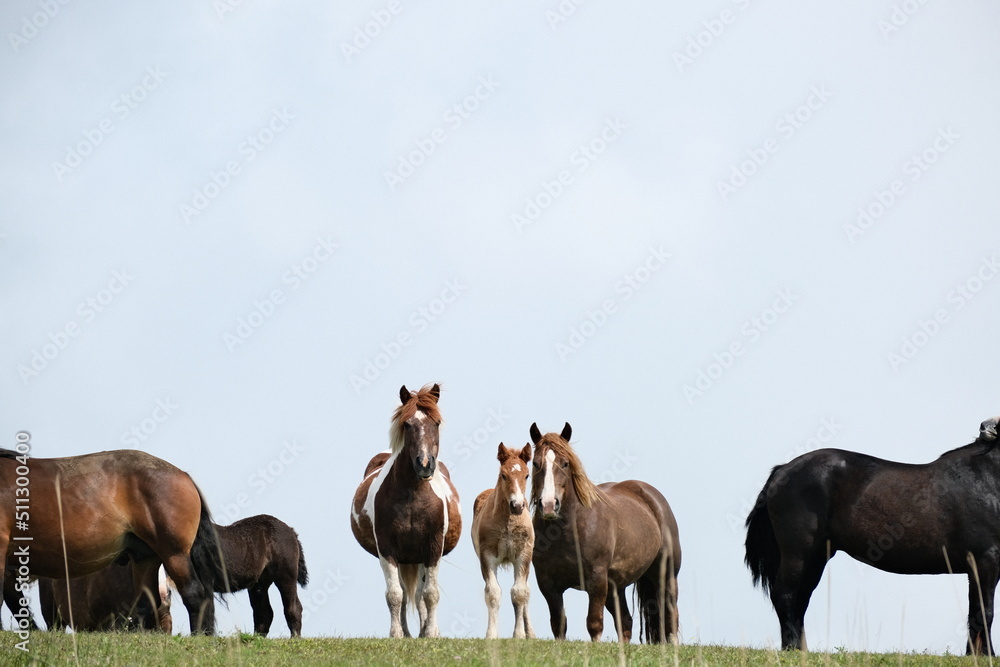 Fototapeta premium horse