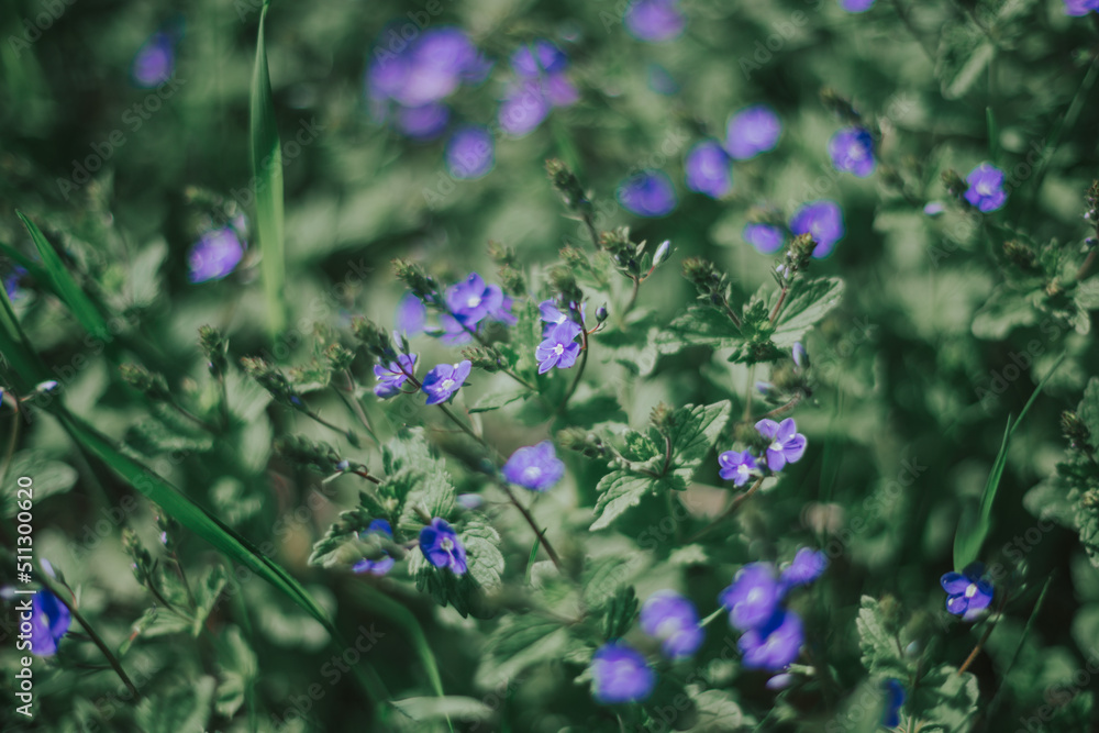 Obraz premium Beautiful little blue color in the green grass. Banner of wildflowers and natural greenery with space for text. Stylish mock up for your toilet water, perfume and natural cosmetics