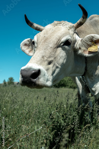 a cow grazes in a meadow on a hot summer day