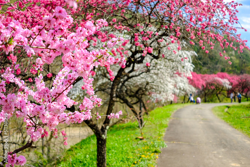 余里の一里花桃