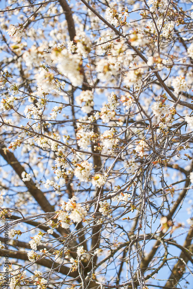 Beautiful Apple Tree Blossoms in Spring on Sunny Day. Apple Tree Flowers Beautiful Apple Tree Blossoms in Spring on Sunny Day. Apple Tree Flowers