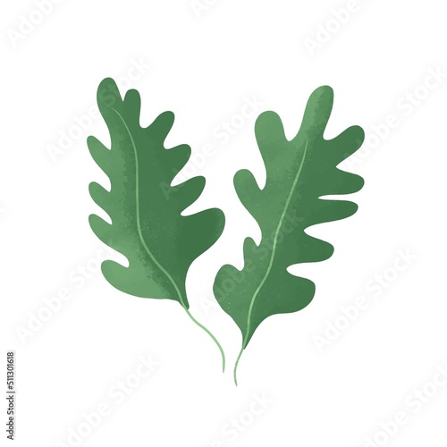 Rucola Hand drawn green garden leafy vegetable. Green Healthy veggie food textured. Ruccola herbs seasoning vector illustration of rugula isolated on white background
