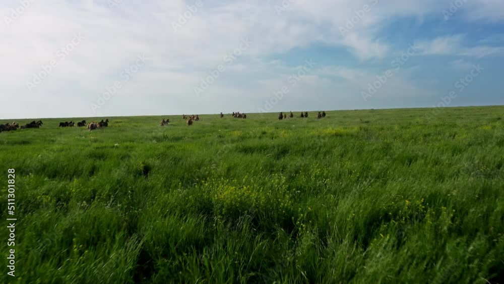 Wild Horses Running, Wild mustangs run on the beautiful green grass, Dust from under the hooves. Herd of horses, mustangs running on steppes aerial view. 4K 10 bit color video Wild Horses Running, Wild mustangs run on the beautiful green grass, Dust from under the hooves. Herd of horses, mustangs running on steppes aerial view. 4K 10 bit color video