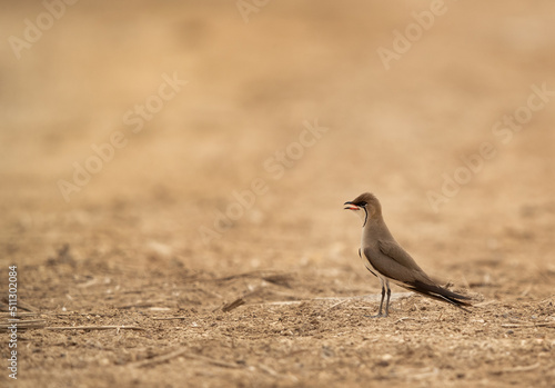 Collard pratincole perched on ground at Hamala, Bahrain