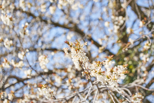 Beautiful Apple Tree Blossoms in Spring on Sunny Day. Apple Tree Flowers © Rabanser