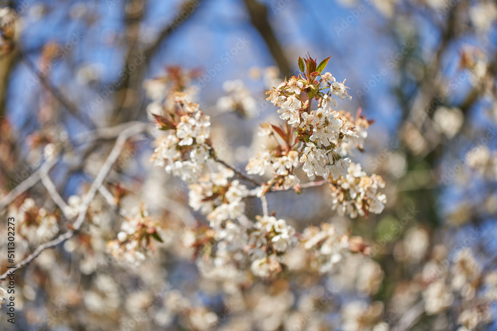 Beautiful Apple Tree Blossoms in Spring on Sunny Day. Apple Tree Flowers