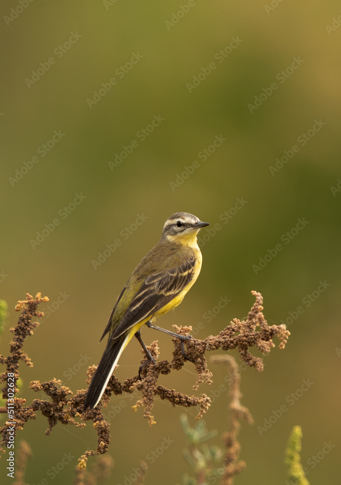 Portrait of a Yellow Wagtail perched on bush, Bahrain