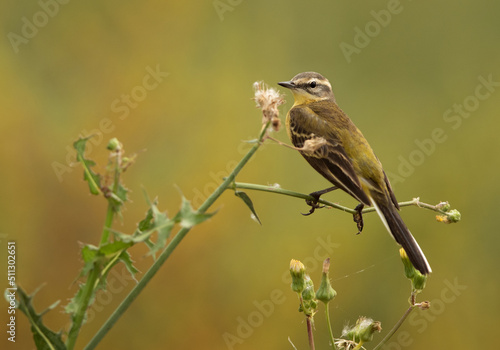 Yellow Wagtail on green, Bahrain
