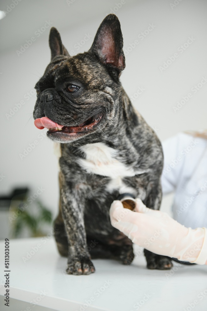 Portrait of a French Bulldog. Veterinary medicine concept. Pedigree dogs. Funny animals.