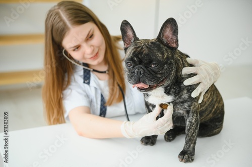 Fototapeta Naklejka Na Ścianę i Meble -  Veterinarian woman examines the dog and pet her. Animal healthcare hospital with professional pet help