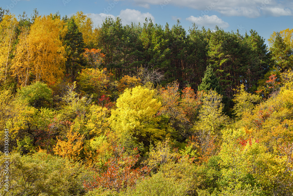 Golden autumn mixed forest (fir-trees, birches, pines) in the Zailiyskiy Alatau Mountains, Tien Shan mountain system in Kazakhstan..Big Almaty Gorge