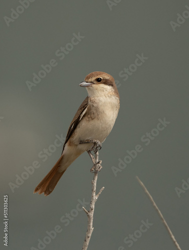 Red-tailed Shrike perched on a branch at Asker marsh, Bahrain