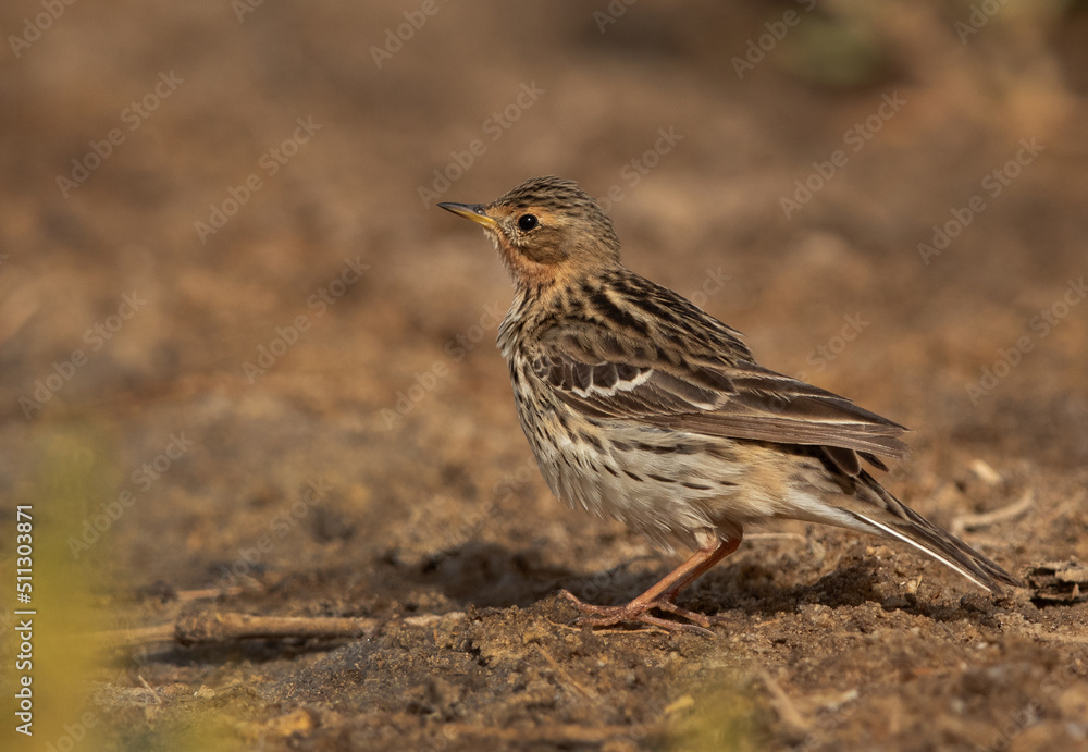 Fototapeta premium Red throated pipit perched on ground, Bahrain