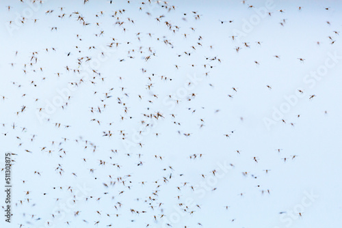 Tableau sur toile Mosquitoes flying and swarming in the air