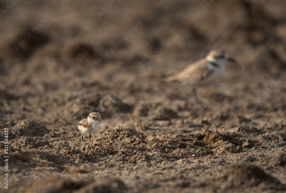 Kentish Plover, mother and chick at Asker Marsh, Bahrain Kentish Plover, mother and chick at Asker Marsh, Bahrain