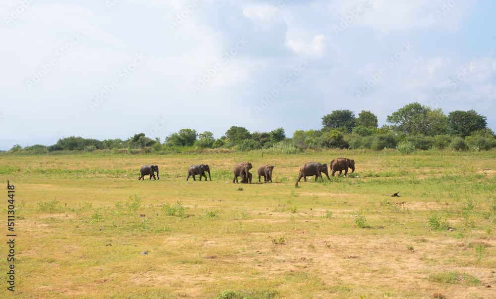 Sri Lankan Elephants Wasgamuwa