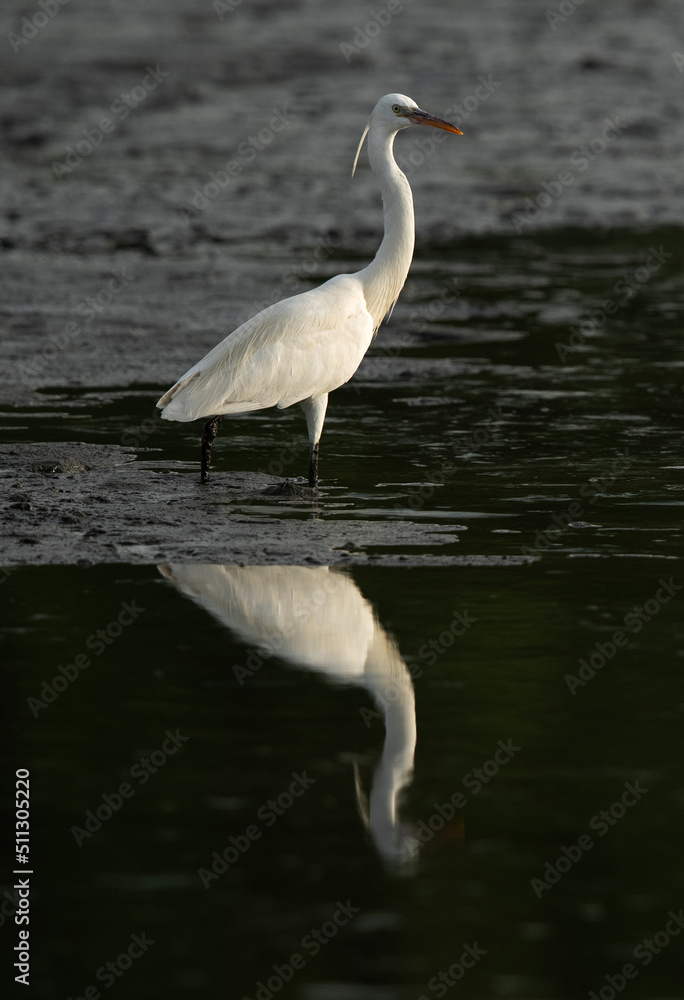 Western reef heron and reflection on water at Tubli bay, Bahrain Western reef heron and reflection on water at Tubli bay, Bahrain
