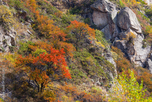 Golden autumn mixed forest on a hill in the Zailiyskiy Alatau Mountains, Tien Shan mountain system in Kazakhstan..Big Almaty Gorge © Alexandr Sukharenko