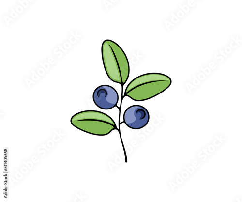 Blueberry, berries, vector design and illustration. Bilberry, huckleberry, whortleberry, food and nature, icon and logo