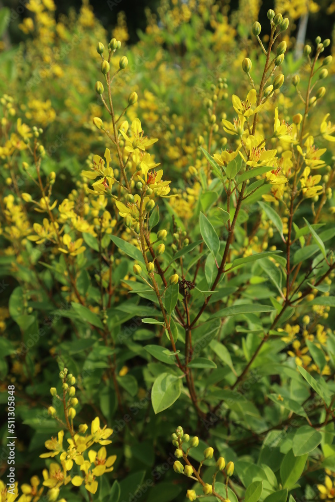 green and yellow leaves background design for green plants texture green and yellow leaves background design for green plants texture