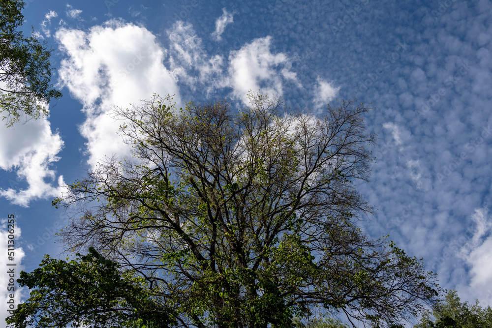 green tree against a blue sky with clouds green tree against a blue sky with clouds