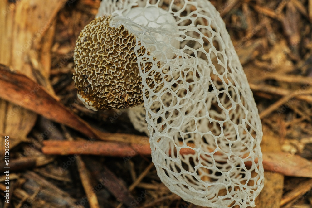 Bridal Veil Stinkhorn Phallus indusiatus bamboo mushrooms Stock Photo