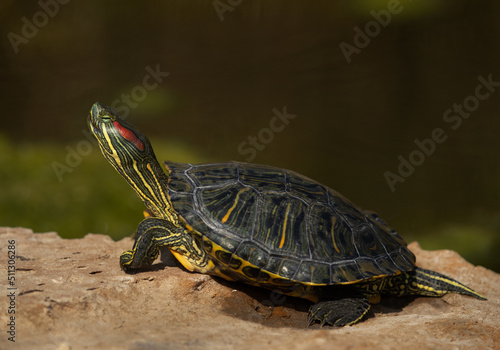 Canvas Print Red-eared slider basking in sun at Adhari canal, Bahrain