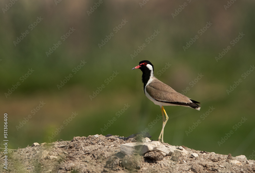 Red-wattled lapwing at Adhari, Bahrain Red-wattled lapwing at Adhari, Bahrain