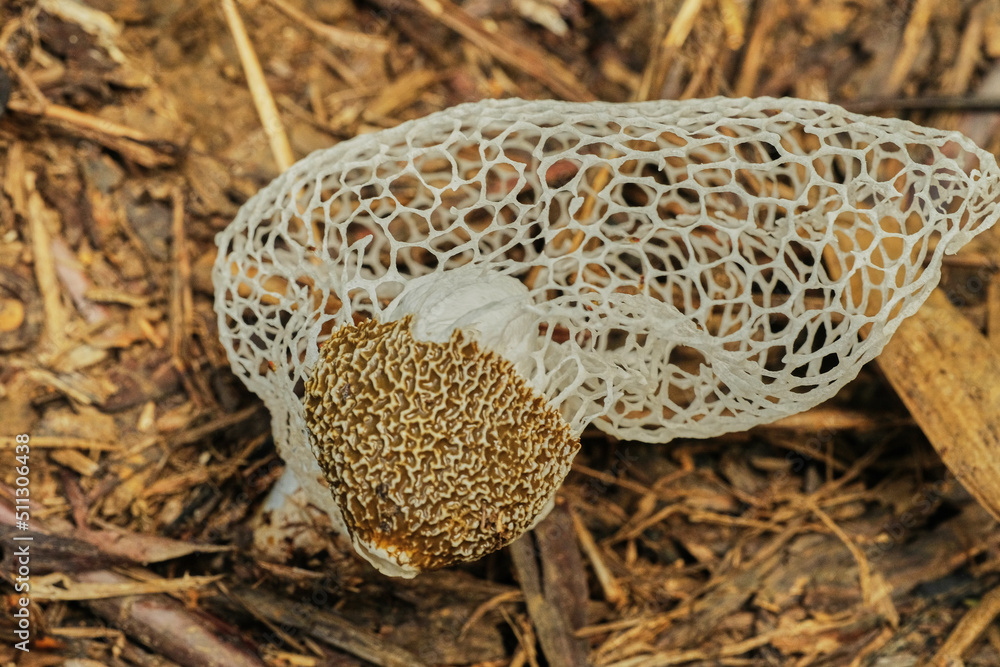 Bridal Veil Stinkhorn Phallus indusiatus bamboo mushrooms