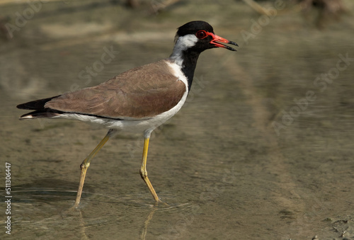 Portrait of a Red-wattled lapwing at Adhari, Bahrain