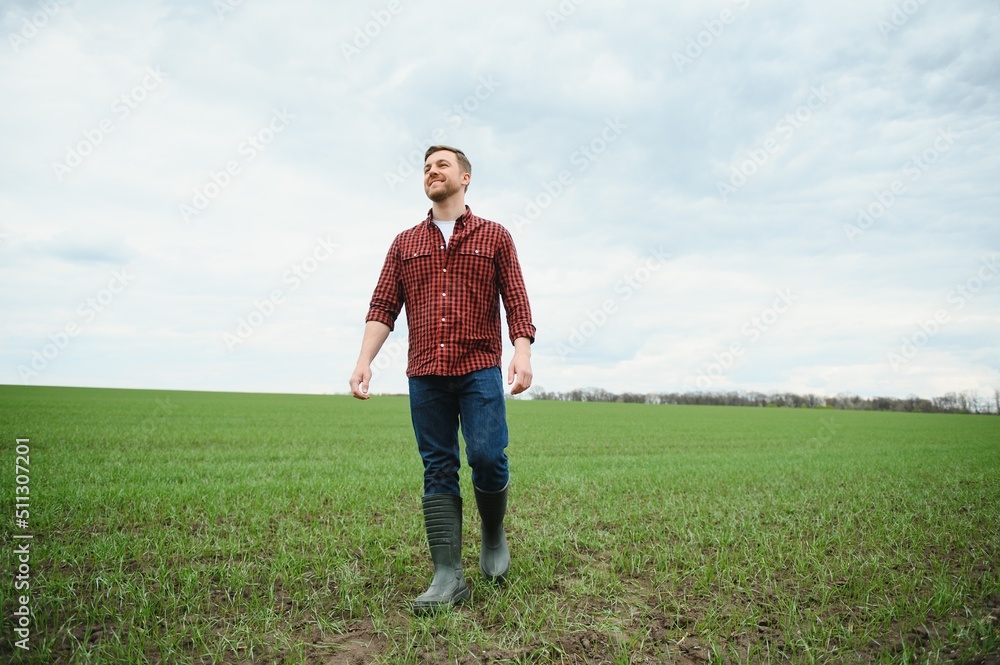 A young farmer inspects the quality of wheat sprouts in the field. The concept of agriculture A young farmer inspects the quality of wheat sprouts in the field. The concept of agriculture