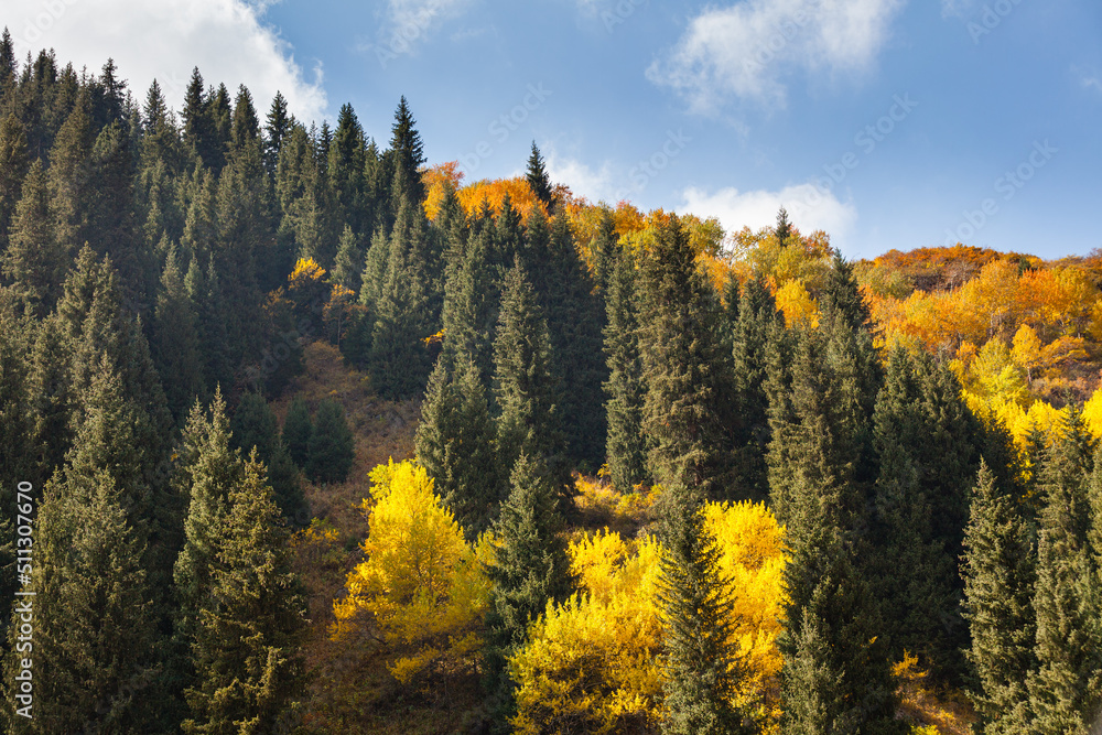 Golden autumn mixed forest on a hill in the Zailiyskiy Alatau Mountains, Tien Shan mountain system in Kazakhstan..Big Almaty Gorge
