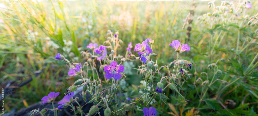 Naklejka premium Meadow geranium close up on sunset sunlit meadow. Local nature beauty. Banner. Soft focus.