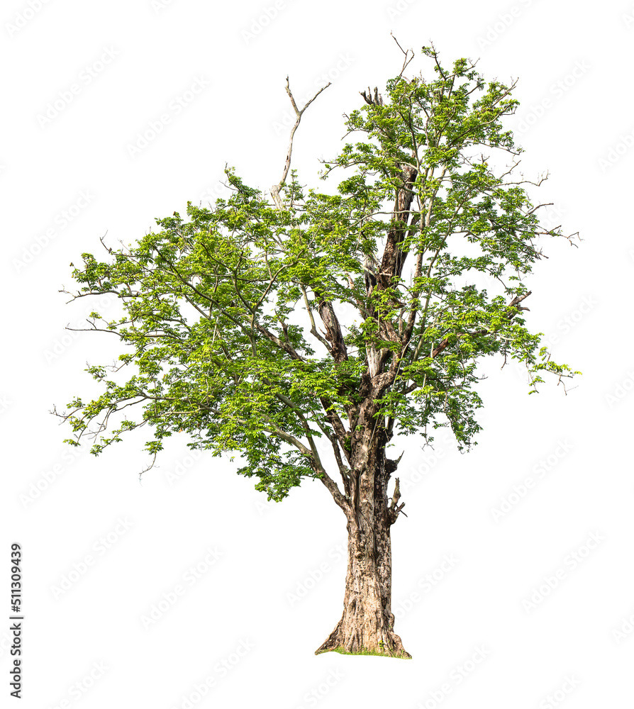 Obraz premium Big tree isolated on a white background.
