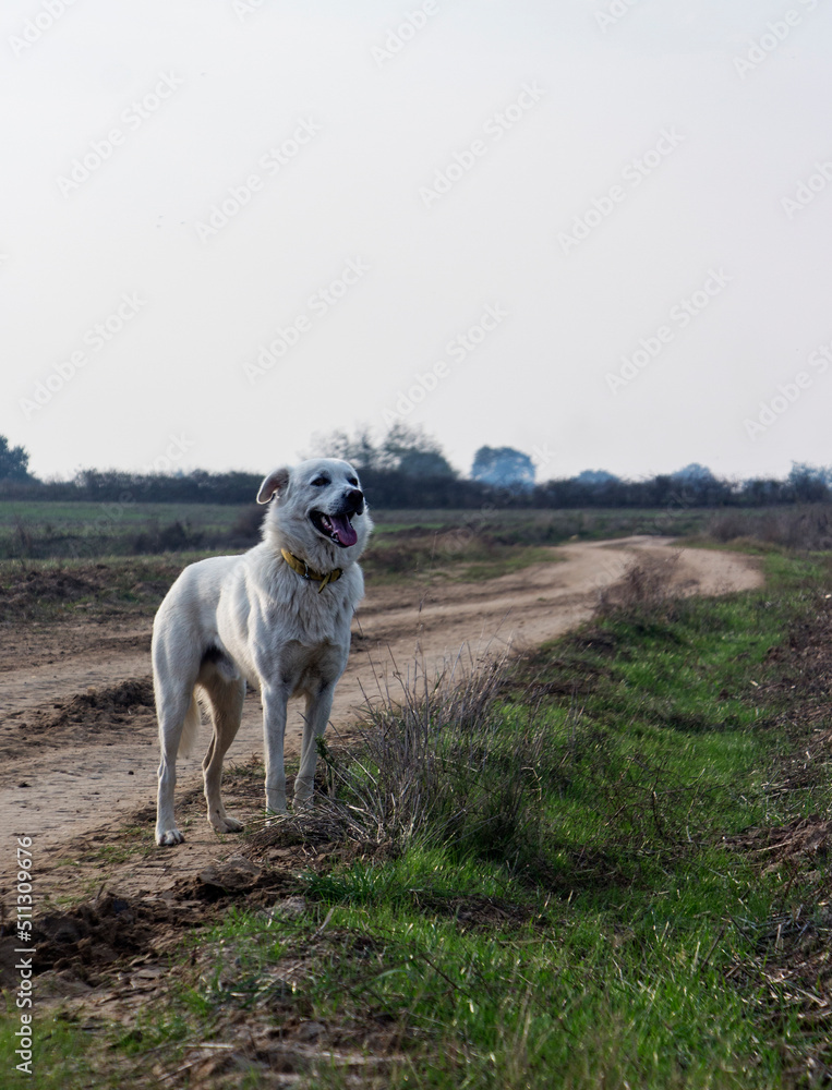 Obraz premium dog on the forest