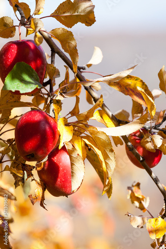 Red ripe almaty apples in golden autumn. Harvest time.